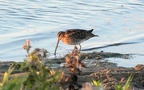 Gallinago gallinago -  3. Fund