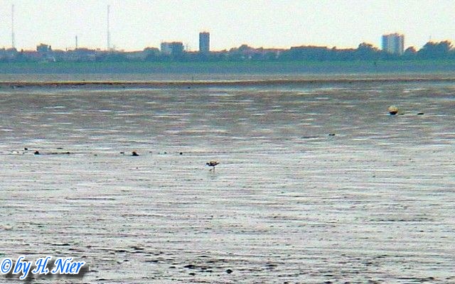 Numenius arquata -  1. Fund