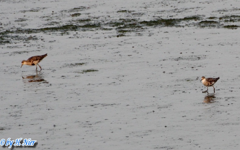 <a href='picture.php?/14724/category/5403'>Philomachus pugnax - 1. Fund</a> Philomachus pugnax - 1. Fund