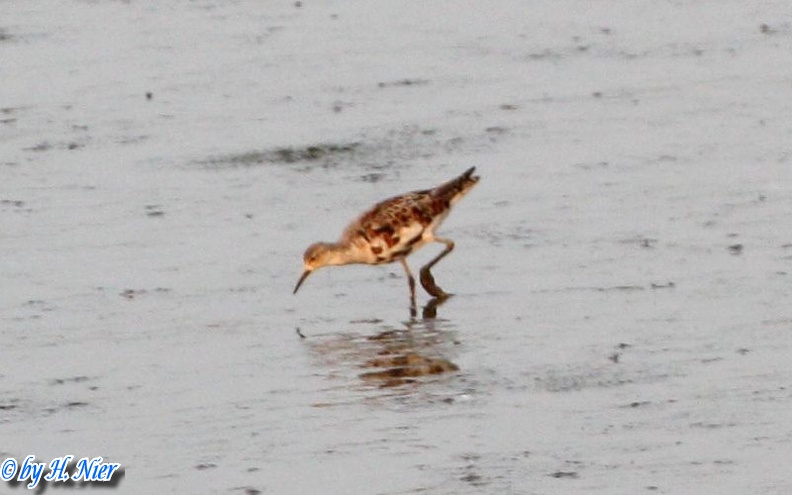 <a href='picture.php?/14725/category/5403'>Philomachus pugnax - 1. Fund</a> Philomachus pugnax - 1. Fund