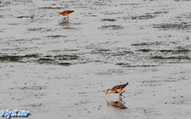 <a href='picture.php?/14726/category/5403'>Philomachus pugnax - 1. Fund</a> Philomachus pugnax - 1. Fund