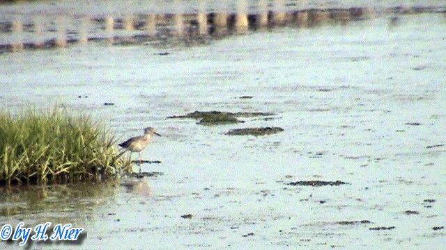 Tringa totanus -  1. Fund