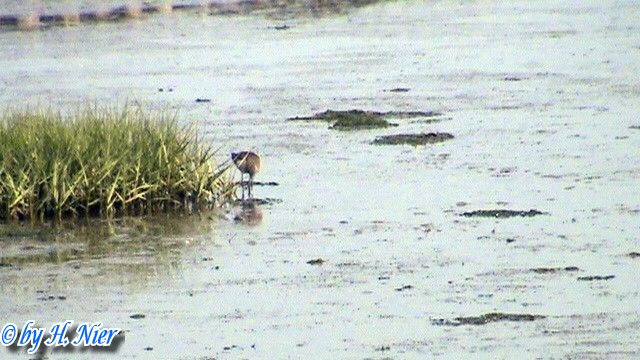 Tringa totanus -  1. Fund