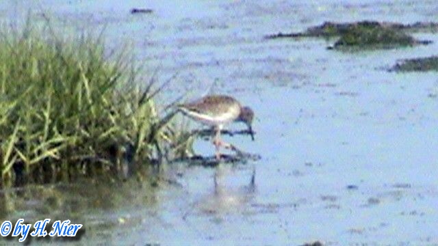 Tringa totanus -  1. Fund