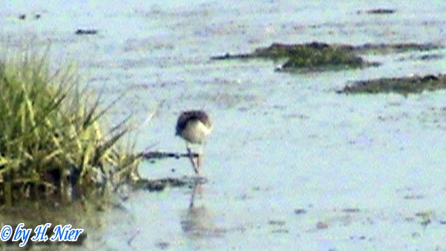 Tringa totanus -  1. Fund