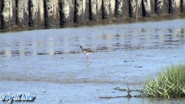 Tringa totanus -  1. Fund