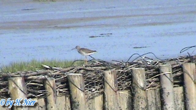 Tringa totanus -  1. Fund