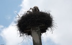 Familie Ciconiidae (Gray, 1840)