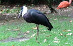 Ciconia episcopus (Boddaert, 1783)