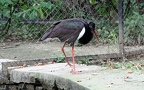 Ciconia nigra -  2. Fund