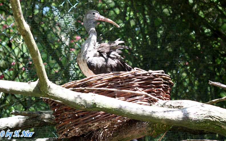 Eudocimus ruber -  3. Fund (Jungvogel)