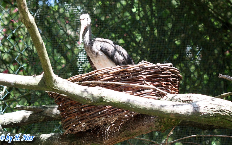 Eudocimus ruber -  3. Fund (Jungvogel)