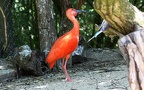 Familie Threskiornithidae (Richmond, 1917)