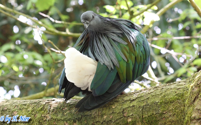 <a href='picture.php?/1384/category/524'>Caloenas nicobarica - 1. Fund</a> Caloenas nicobarica - 1. Fund