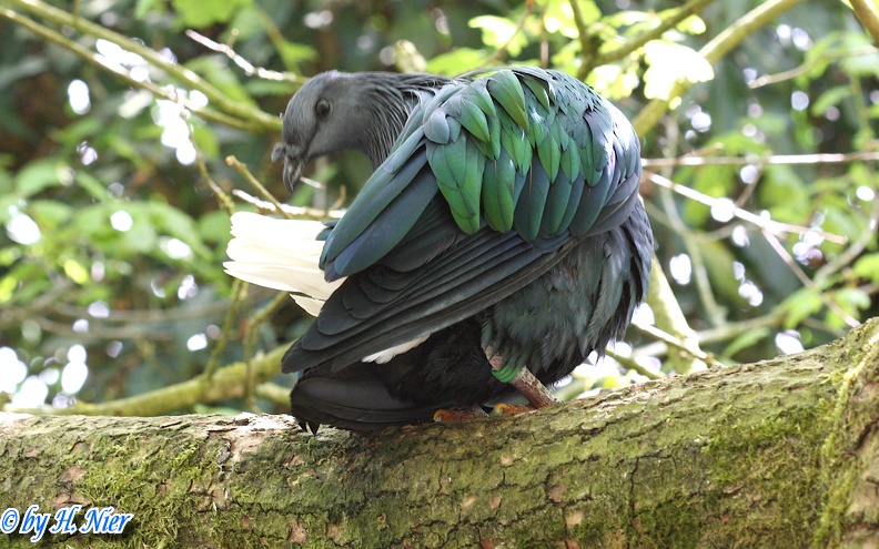 <a href='picture.php?/1385/category/524'>Caloenas nicobarica - 1. Fund</a> Caloenas nicobarica - 1. Fund