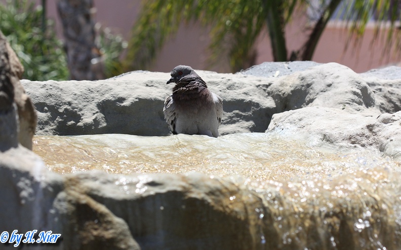 <a href='picture.php?/2371/category/779'>Columba livia canariensis - 1. Fund</a> Columba livia canariensis - 1. Fund