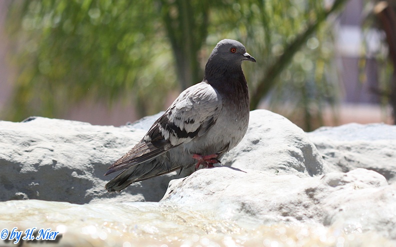 <a href='picture.php?/2372/category/779'>Columba livia canariensis - 1. Fund</a> Columba livia canariensis - 1. Fund