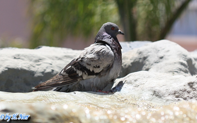 <a href='picture.php?/2373/category/779'>Columba livia canariensis - 1. Fund</a> Columba livia canariensis - 1. Fund