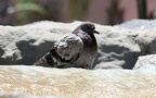 Columba livia canariensis - 1. Fund - Gefunden in Spanien (Provinz Santa Cruz de Tenerife)In „Costa Adeje“ auf der Kanarischen Insel „Teneriffa“. Columba livia canariensis - 1. Fund