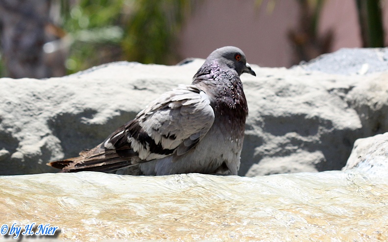 Columba livia canariensis -  1. Fund