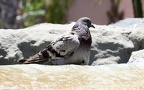 Columba livia canariensis -  1. Fund