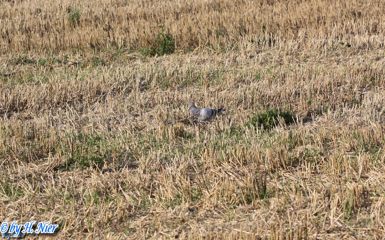 <a href='picture.php?/81/category/760'>Columba livia domestica - 1. Fund</a> Columba livia domestica - 1. Fund