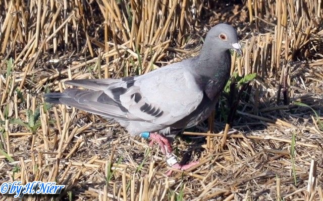<a href='picture.php?/82/category/760'>Columba livia domestica - 1. Fund</a> Columba livia domestica - 1. Fund