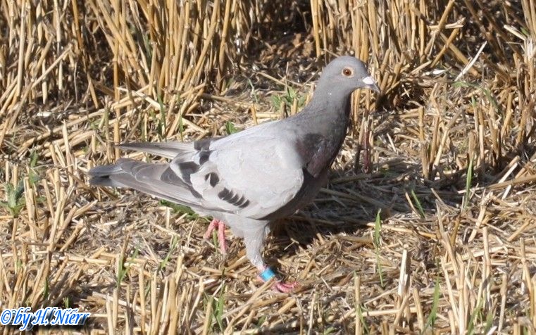 <a href='picture.php?/83/category/760'>Columba livia domestica - 1. Fund</a> Columba livia domestica - 1. Fund