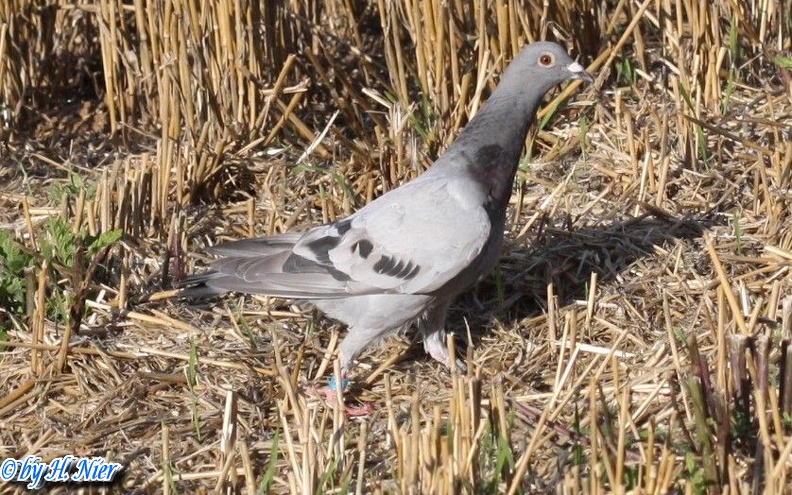 <a href='picture.php?/84/category/760'>Columba livia domestica - 1. Fund</a> Columba livia domestica - 1. Fund