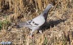 Columba livia domestica -  1. Fund