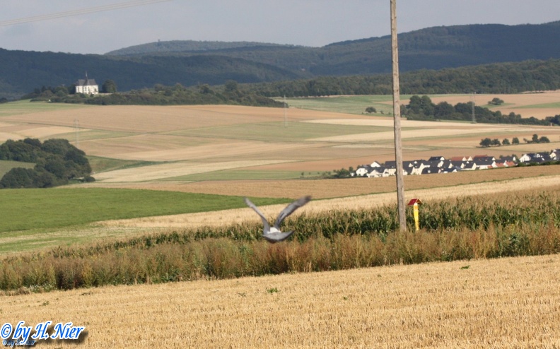 <a href='picture.php?/85/category/760'>Columba livia domestica - 1. Fund</a> Columba livia domestica - 1. Fund