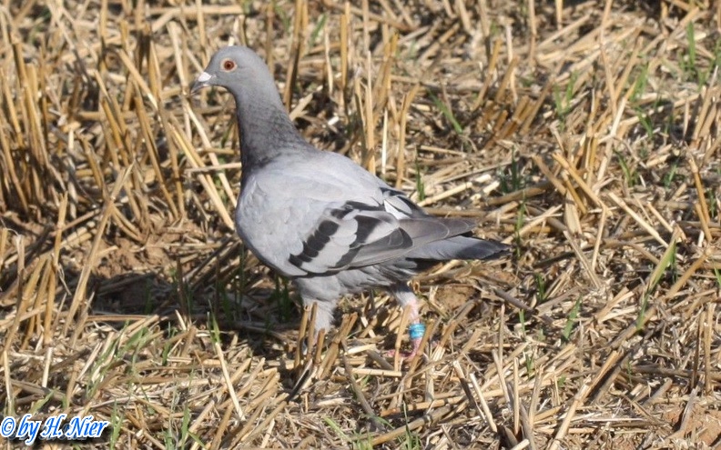 <a href='picture.php?/87/category/760'>Columba livia domestica - 1. Fund</a> Columba livia domestica - 1. Fund