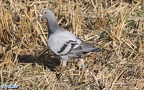 Columba livia domestica -  1. Fund