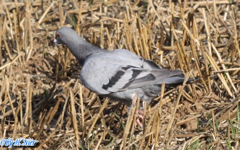<a href='picture.php?/88/category/760'>Columba livia domestica - 1. Fund</a> Columba livia domestica - 1. Fund