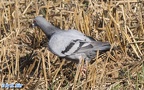 Columba livia domestica -  1. Fund