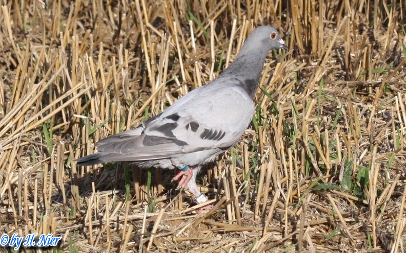 <a href='picture.php?/89/category/760'>Columba livia domestica - 1. Fund</a> Columba livia domestica - 1. Fund