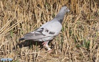 Columba livia domestica -  1. Fund