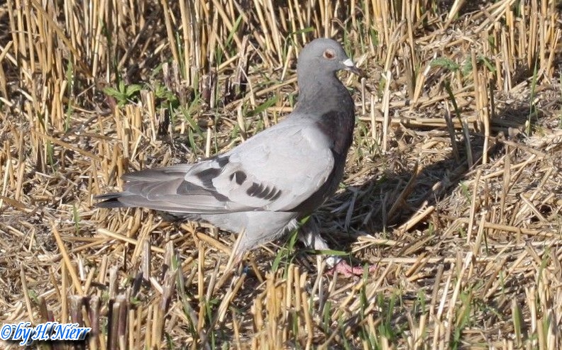 Columba livia domestica -  1. Fund