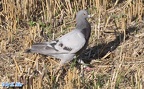 Columba livia domestica -  1. Fund