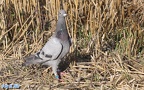 Columba livia domestica -  1. Fund