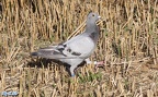 Columba livia domestica -  1. Fund