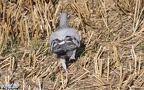 Columba livia domestica -  1. Fund