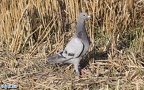 Columba livia domestica -  1. Fund