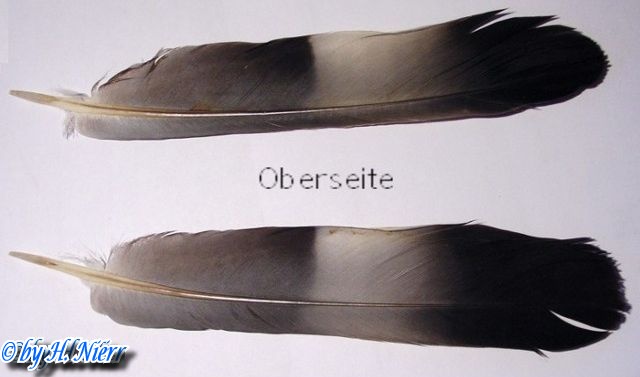 Columba palumbus -  1. Fund (Schwingen)