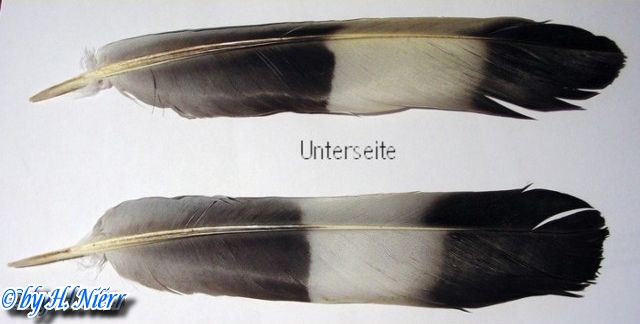 Columba palumbus -  1. Fund (Schwingen)