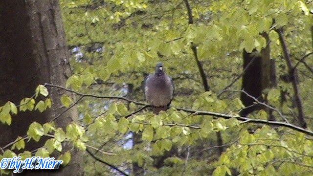 Columba palumbus -  1. Fund