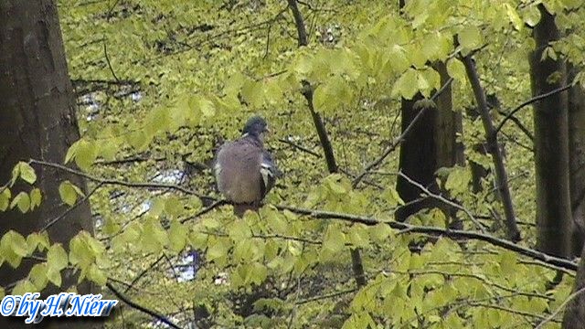 Columba palumbus -  1. Fund