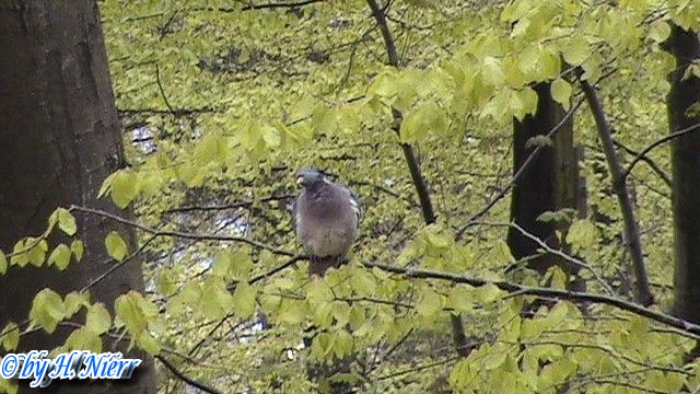 Columba palumbus -  1. Fund