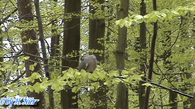 Columba palumbus -  1. Fund