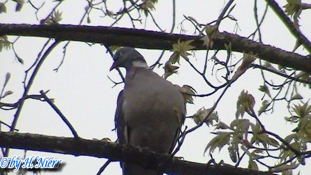 Columba palumbus -  2. Fund